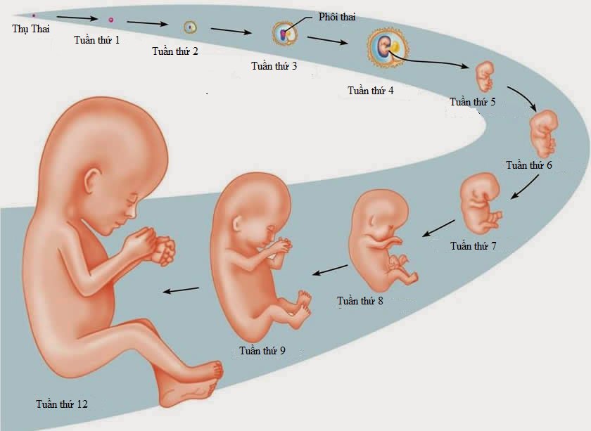 Cách phá thai thích hợp cho thai dưới 12 tuần tuổi